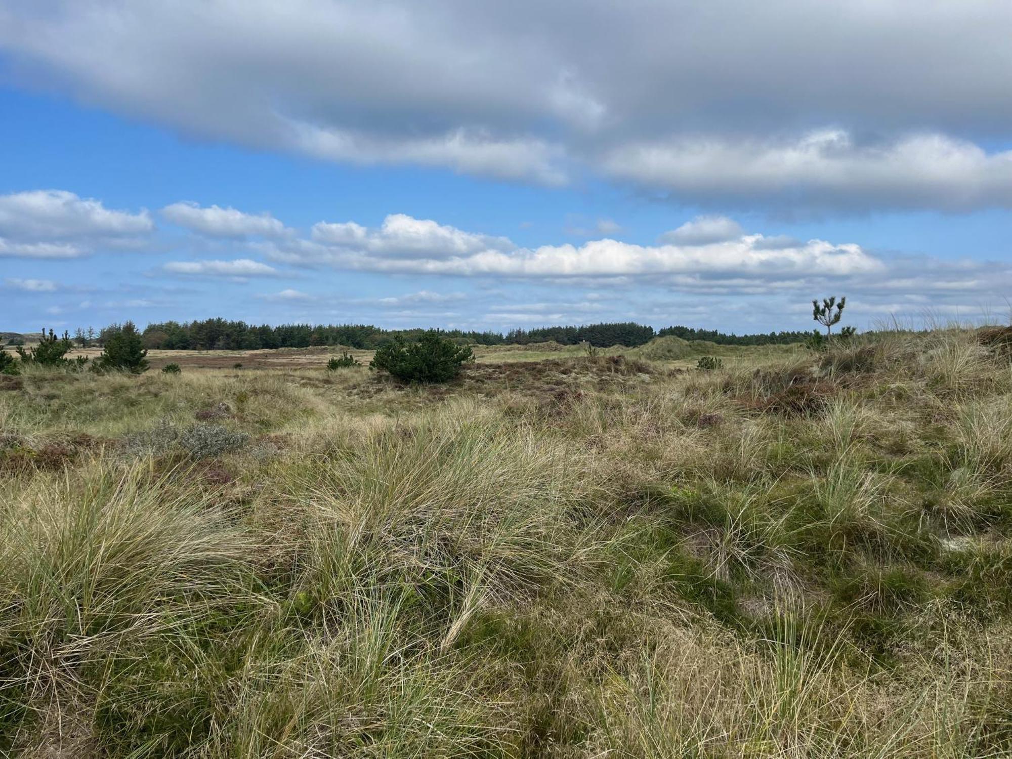 The Beach Farm - Charm, Beach And Stunning Nature Bedsted Thy Exterior foto
